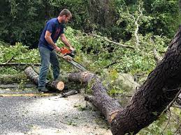  Brackettville, TX Tree Removal Pros