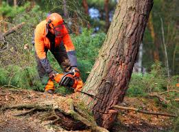 How Our Tree Care Process Works  in  Brackettville, TX