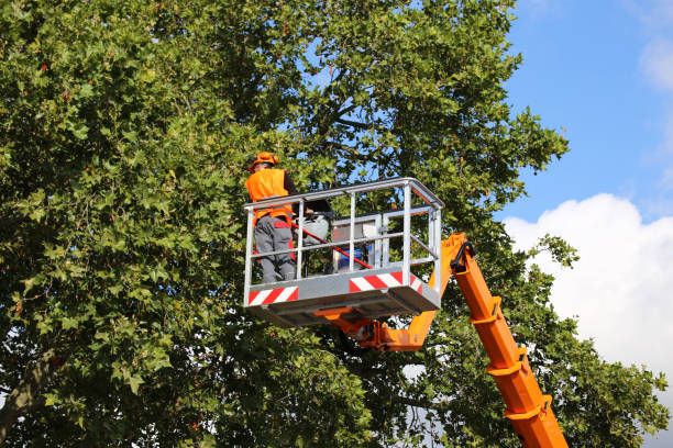 Best Emergency Tree Removal  in Brackettville, TX